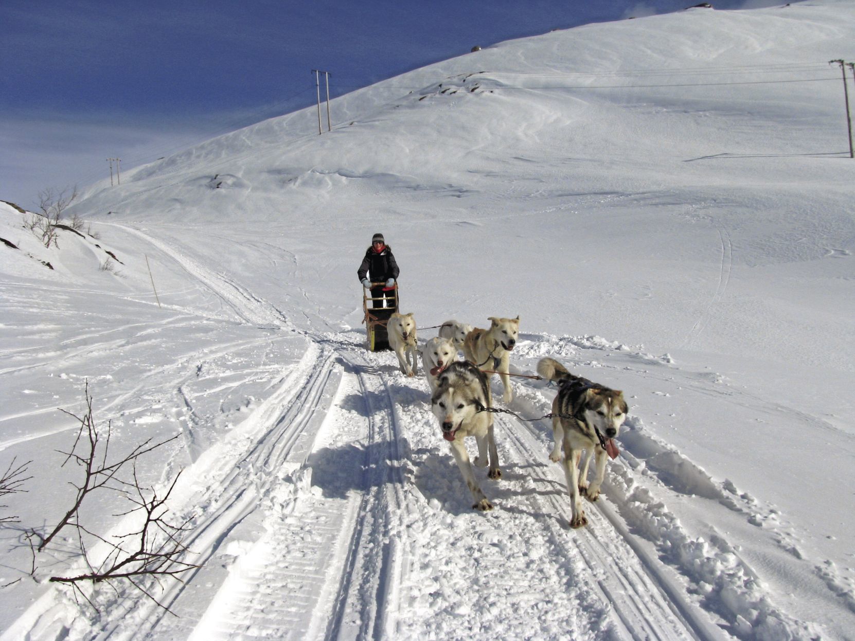 Dogsledding